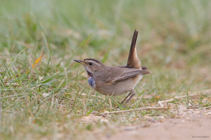 Bluethroat