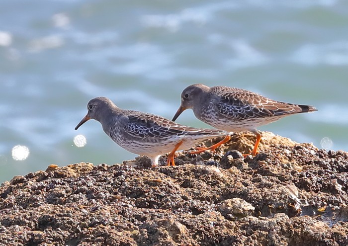Purple Sandpiper