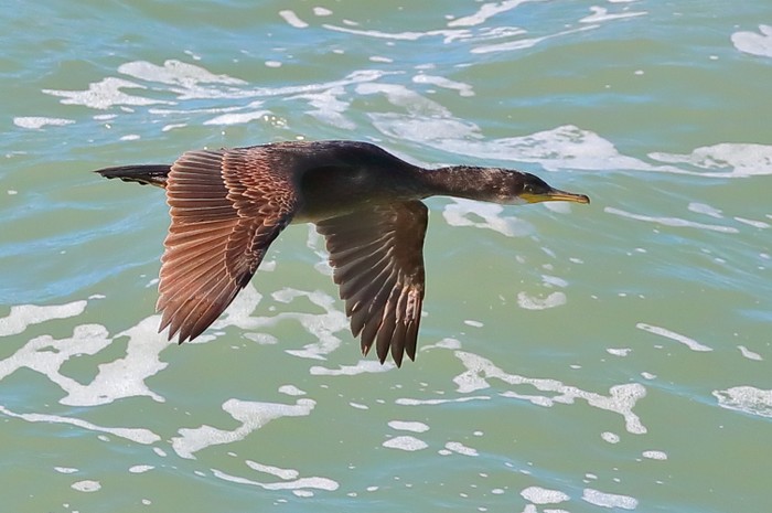 Shag