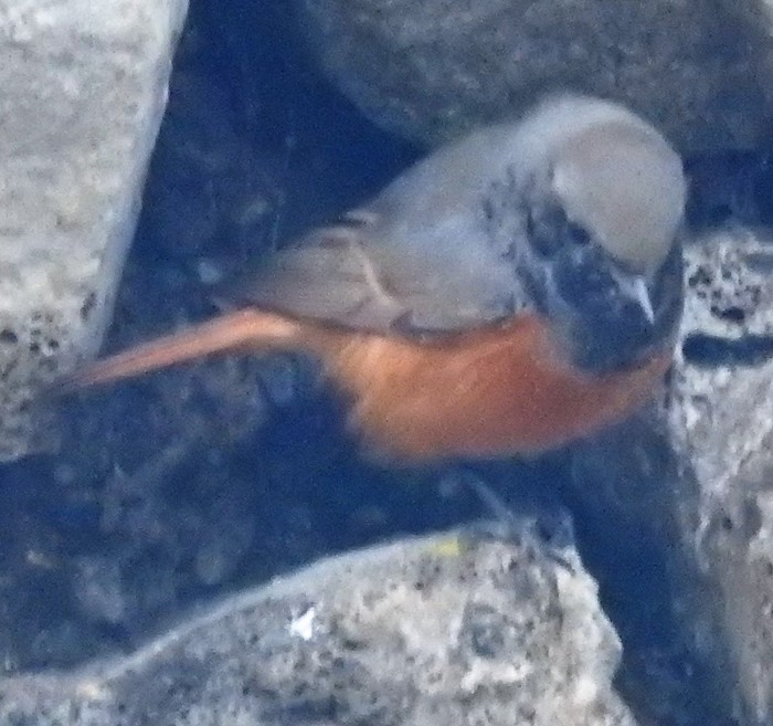 Eastern Black Redstart