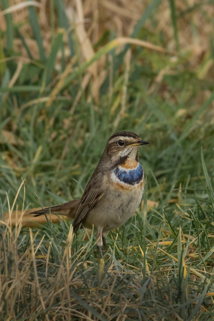 Bluethroat