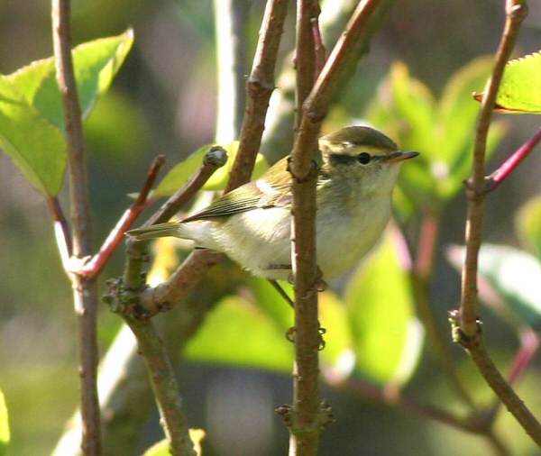 Yellow-browed Warbler