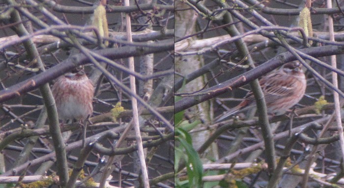 Pine Bunting