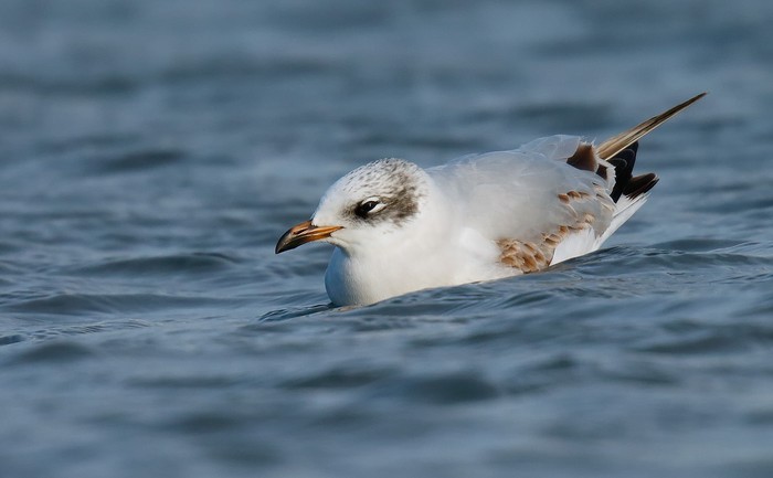 Mediterranean Gull