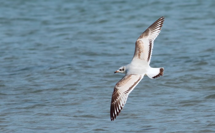 Mediterranean Gull