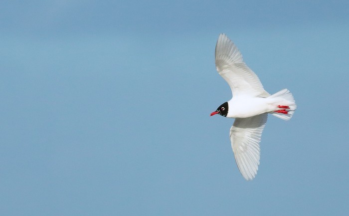 Mediterranean Gull