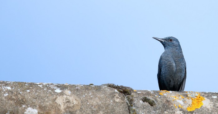 Blue Rock Thrush