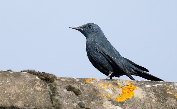 Blue Rock Thrush