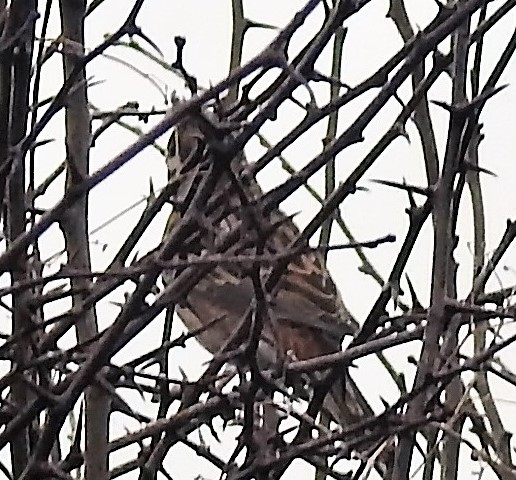 Pine Bunting