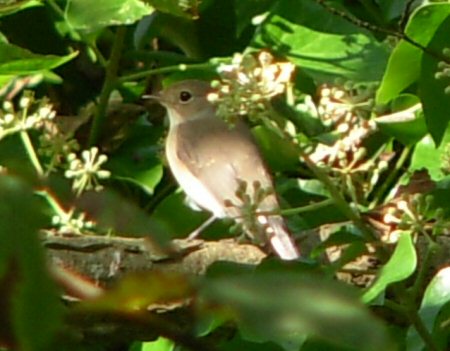 Red-breasted Flycatcher