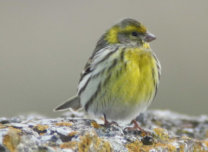 Serin