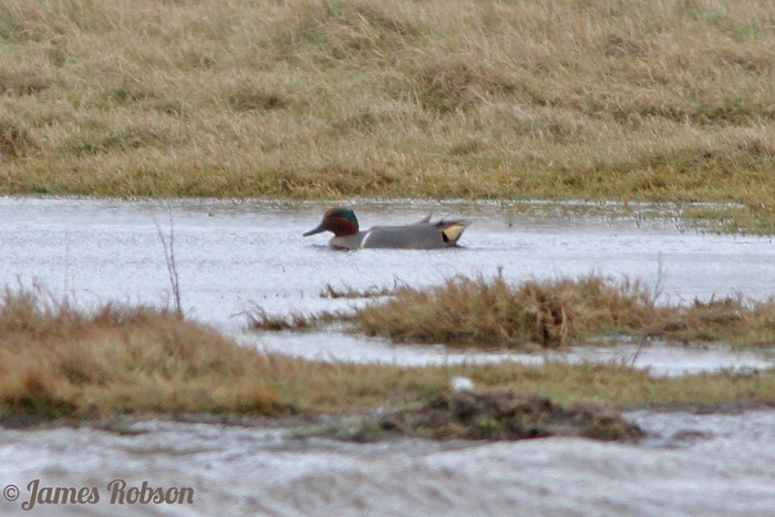 Green-winged Teal