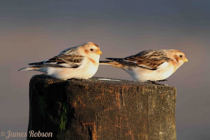 Snow Bunting