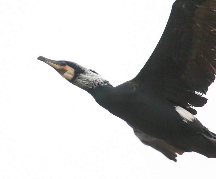 Continental Cormorant