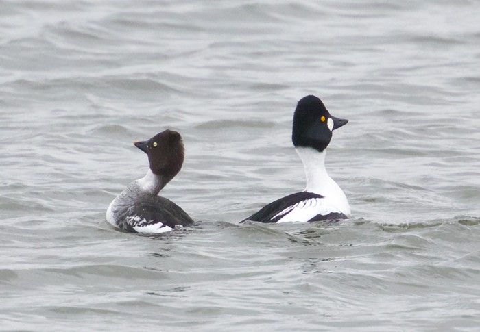 Goldeneye
