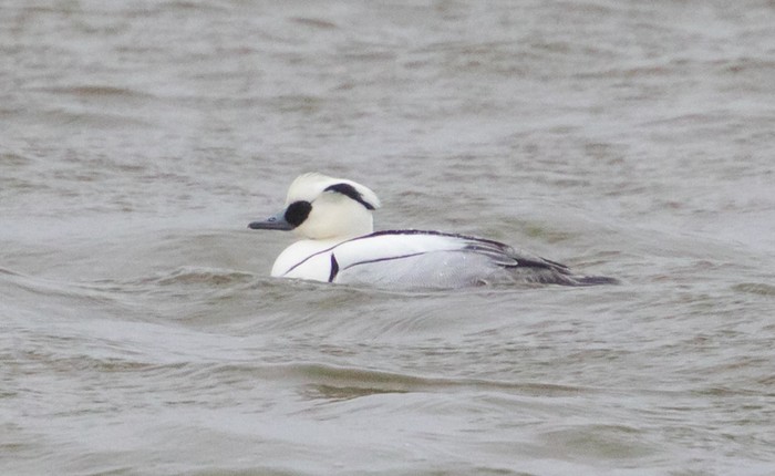 Smew