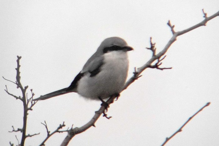 Great Grey Shrike