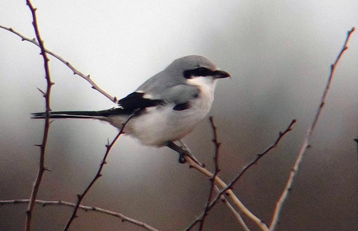 Great Grey Shrike
