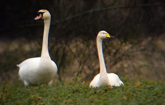Whooper Swan