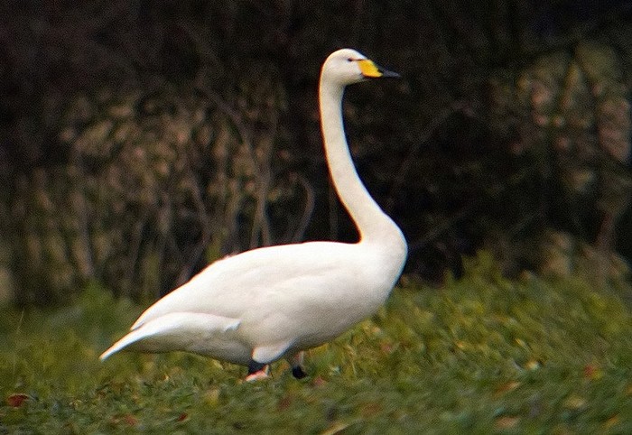 Whooper Swan