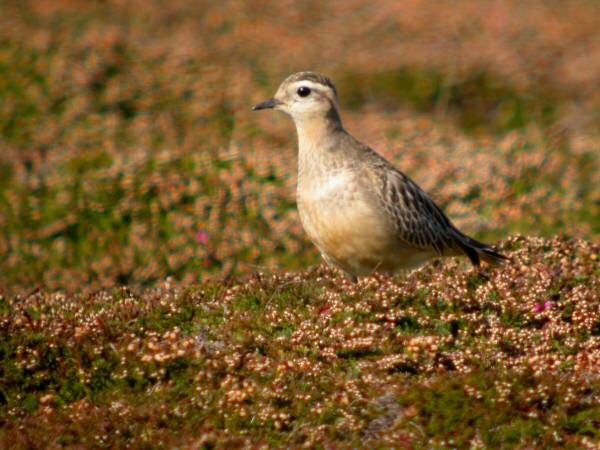 Dotterel