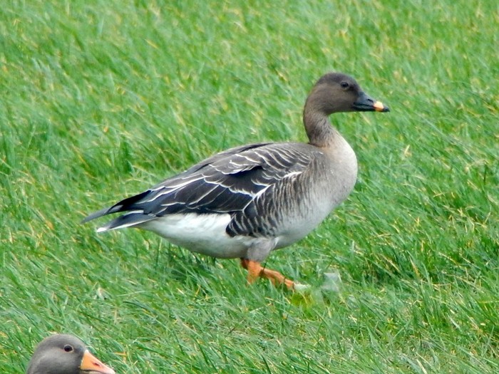 Tundra Bean Goose