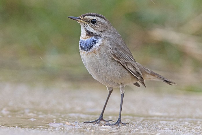 Bluethroat