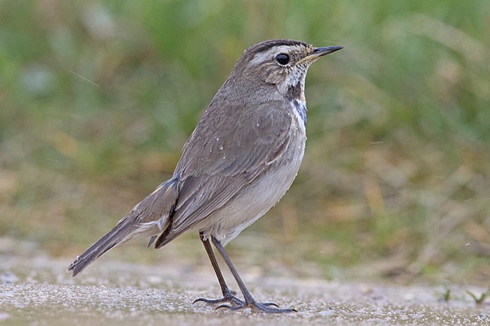 Bluethroat