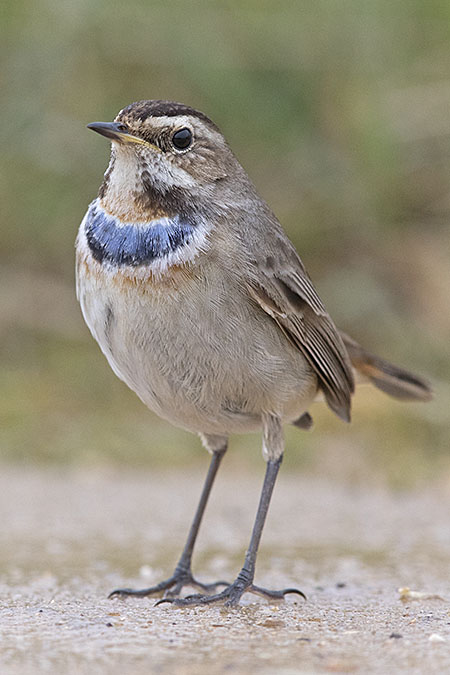 Bluethroat
