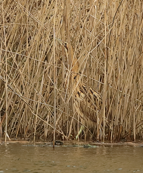 Bittern