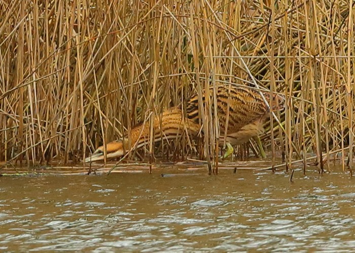 Bittern