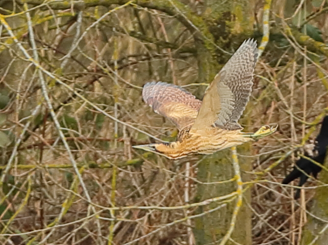 Bittern