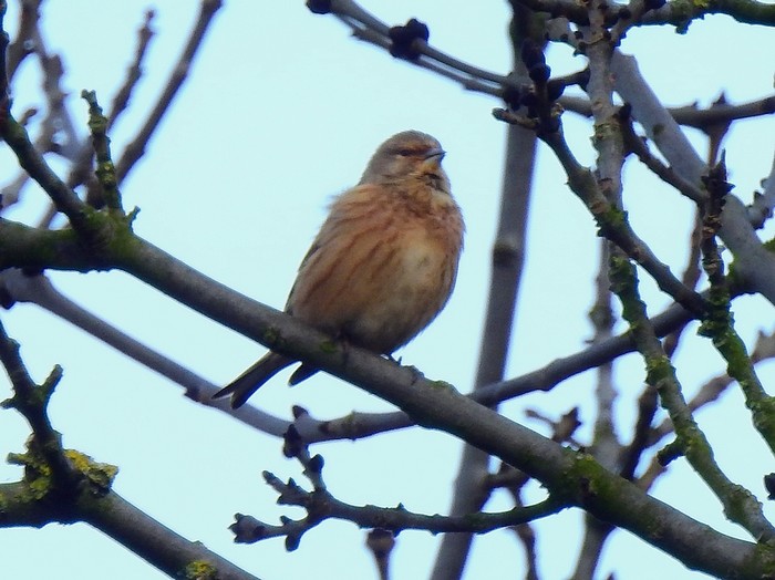 Linnet