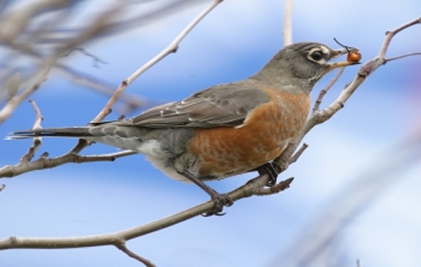 American Robin