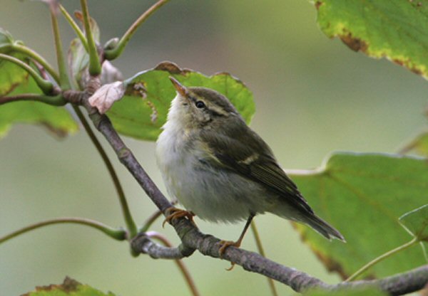 Yellow-browed Warbler