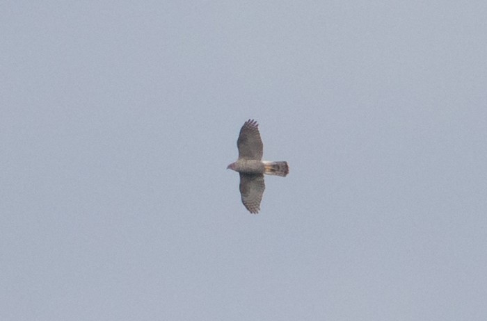 Goshawk