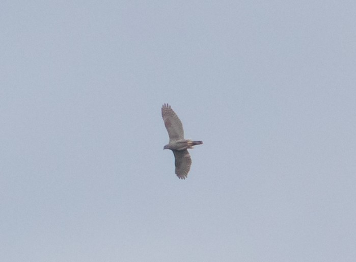 Goshawk