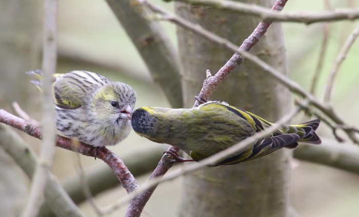 Siskin