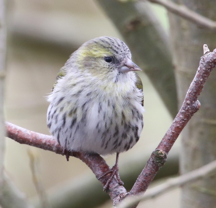 Siskin
