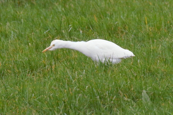 Cattle Egret