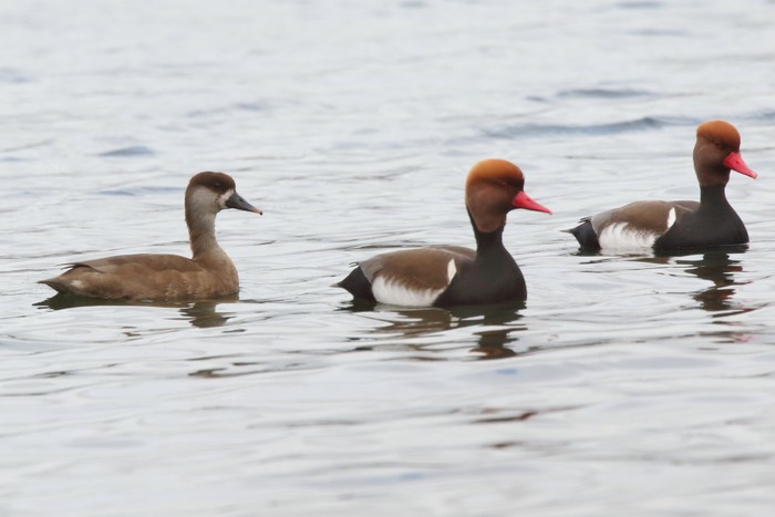 Red-crested Pochard