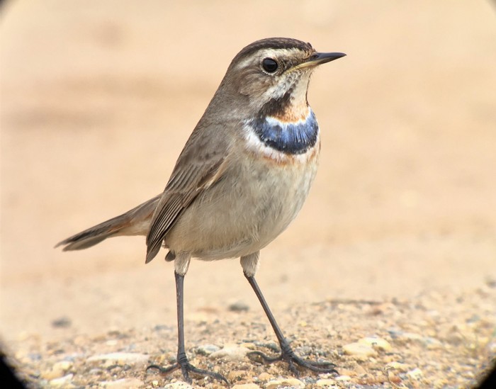 Bluethroat