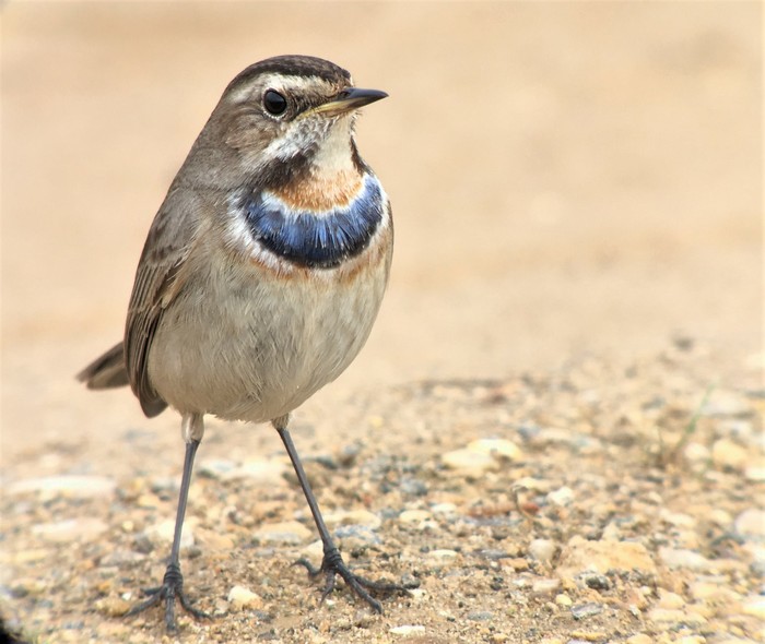 Bluethroat 