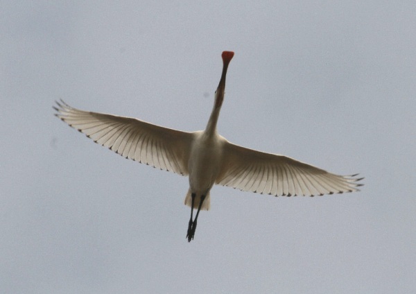 Spoonbill