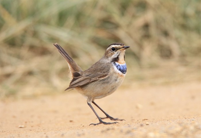 Bluethroat 