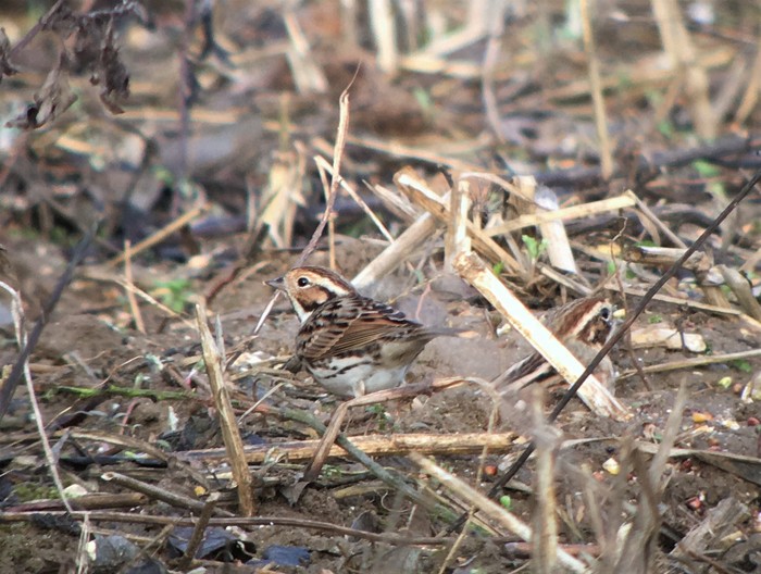 Little Bunting