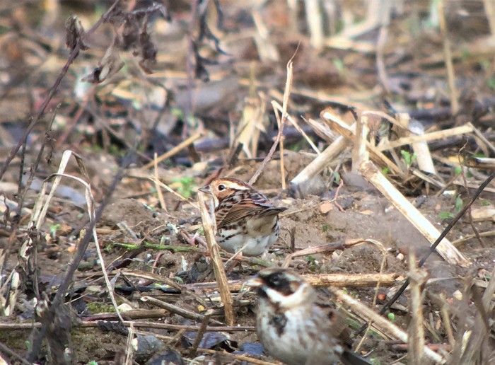Little Bunting
