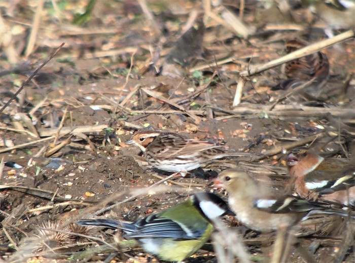 Little Bunting