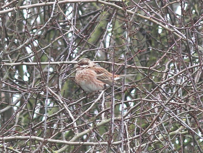 Pine Bunting