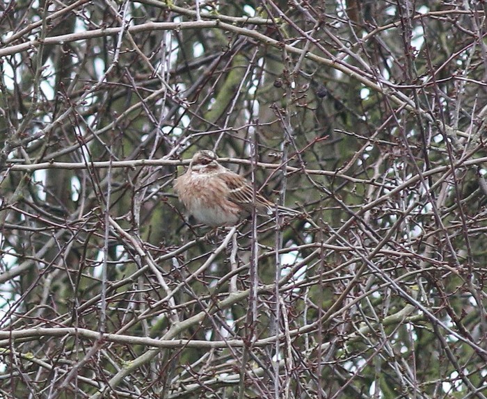 Pine Bunting